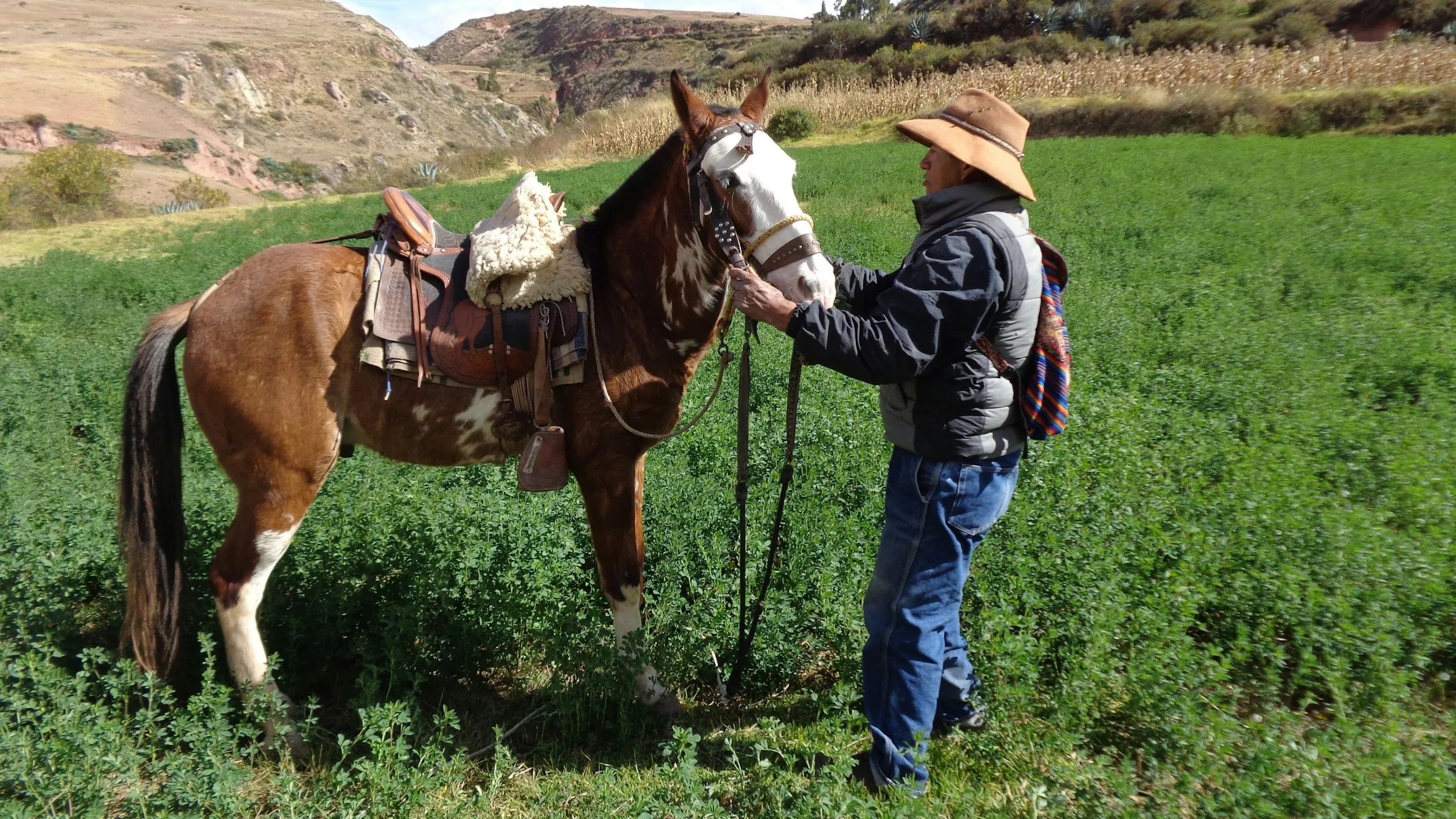 A person in a wide-brimmed hat holding the bridle of a saddled brown and white horse in a green field